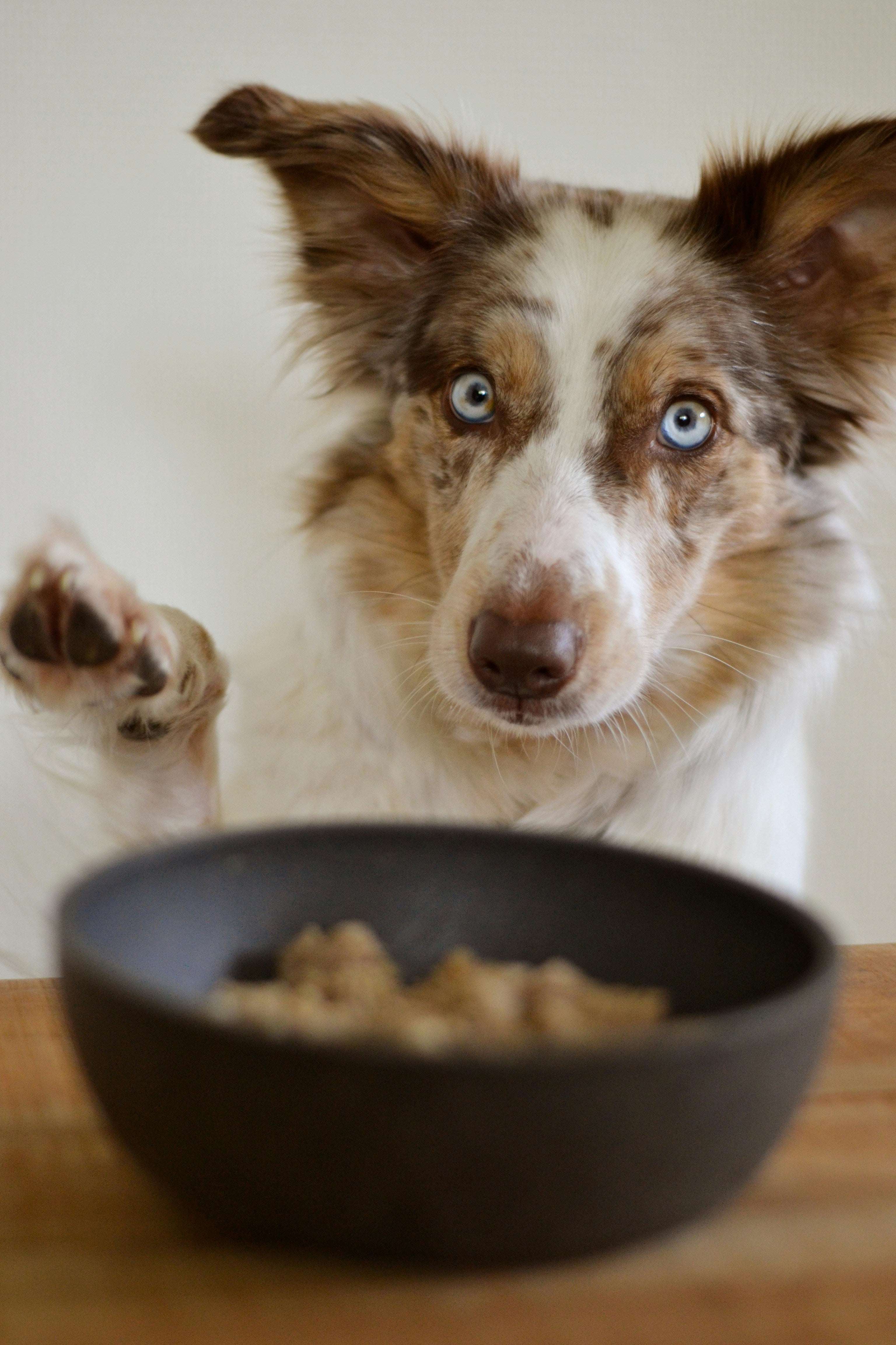 Dog with a bowl of food on a wooden surface