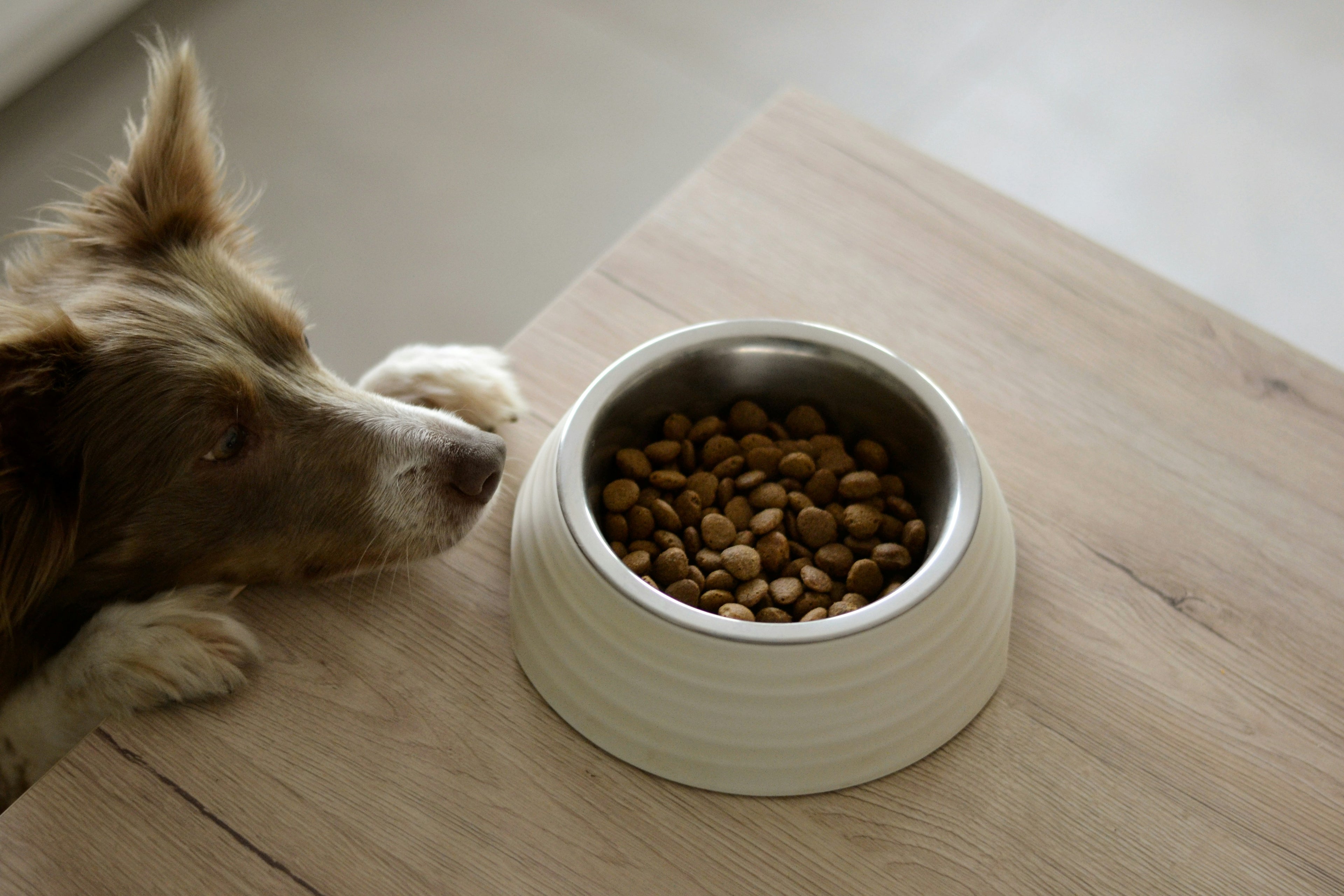 Dog looking at a bowl of kibble on a wooden table