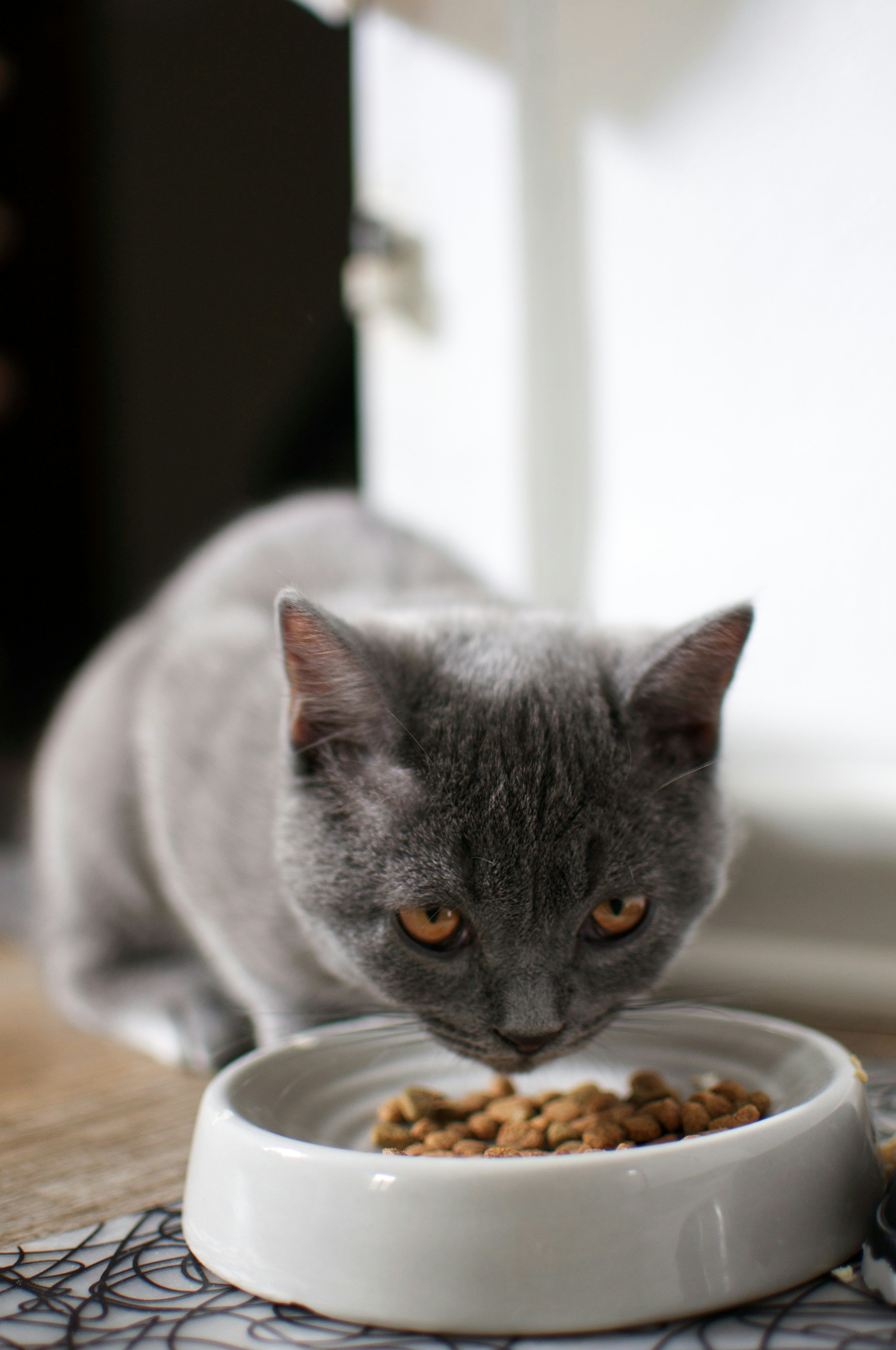 Gray cat eating from a white bowl on a wooden floor.