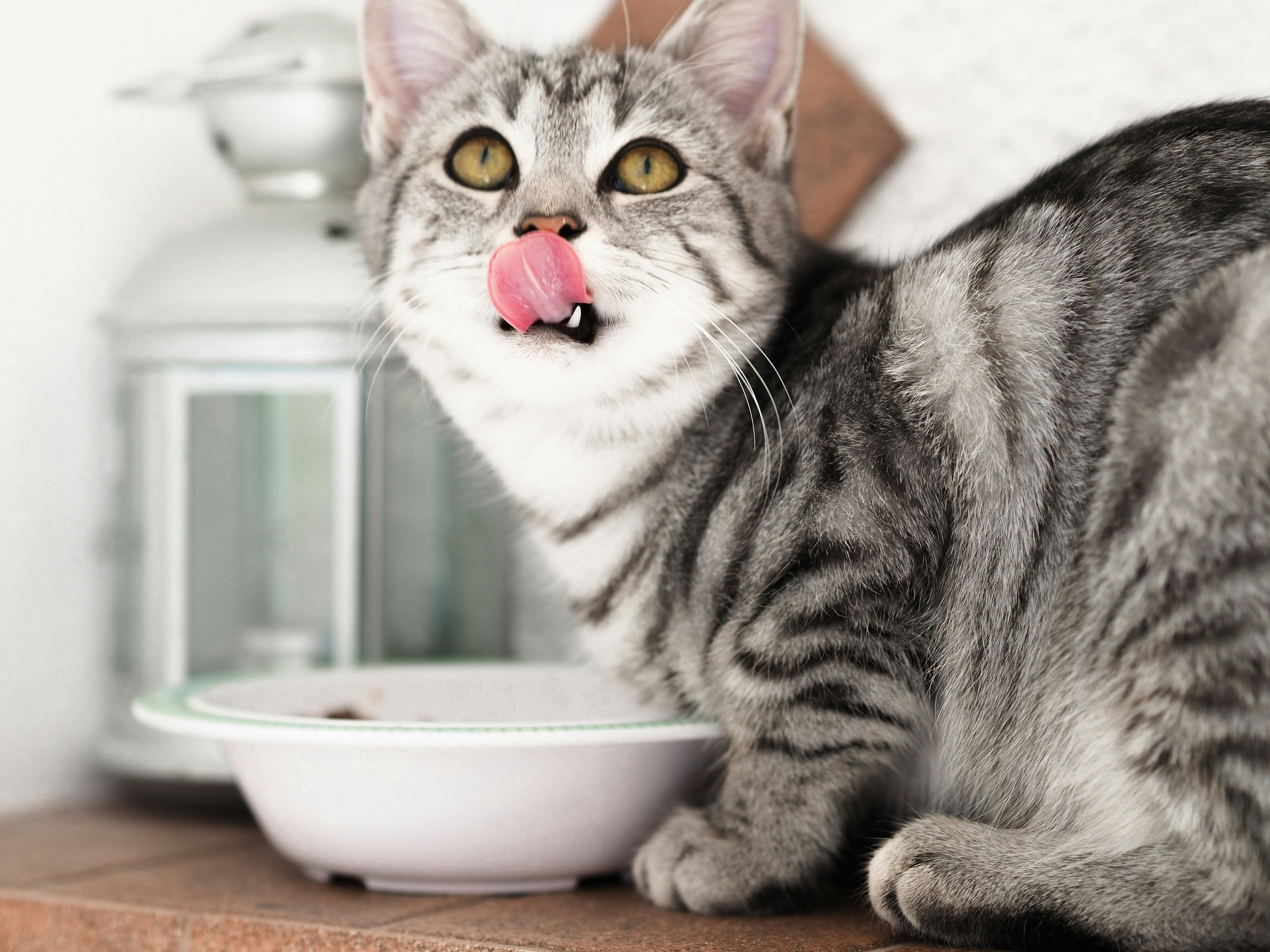 Gray cat licking its paw next to a white bowl on a wooden surface.