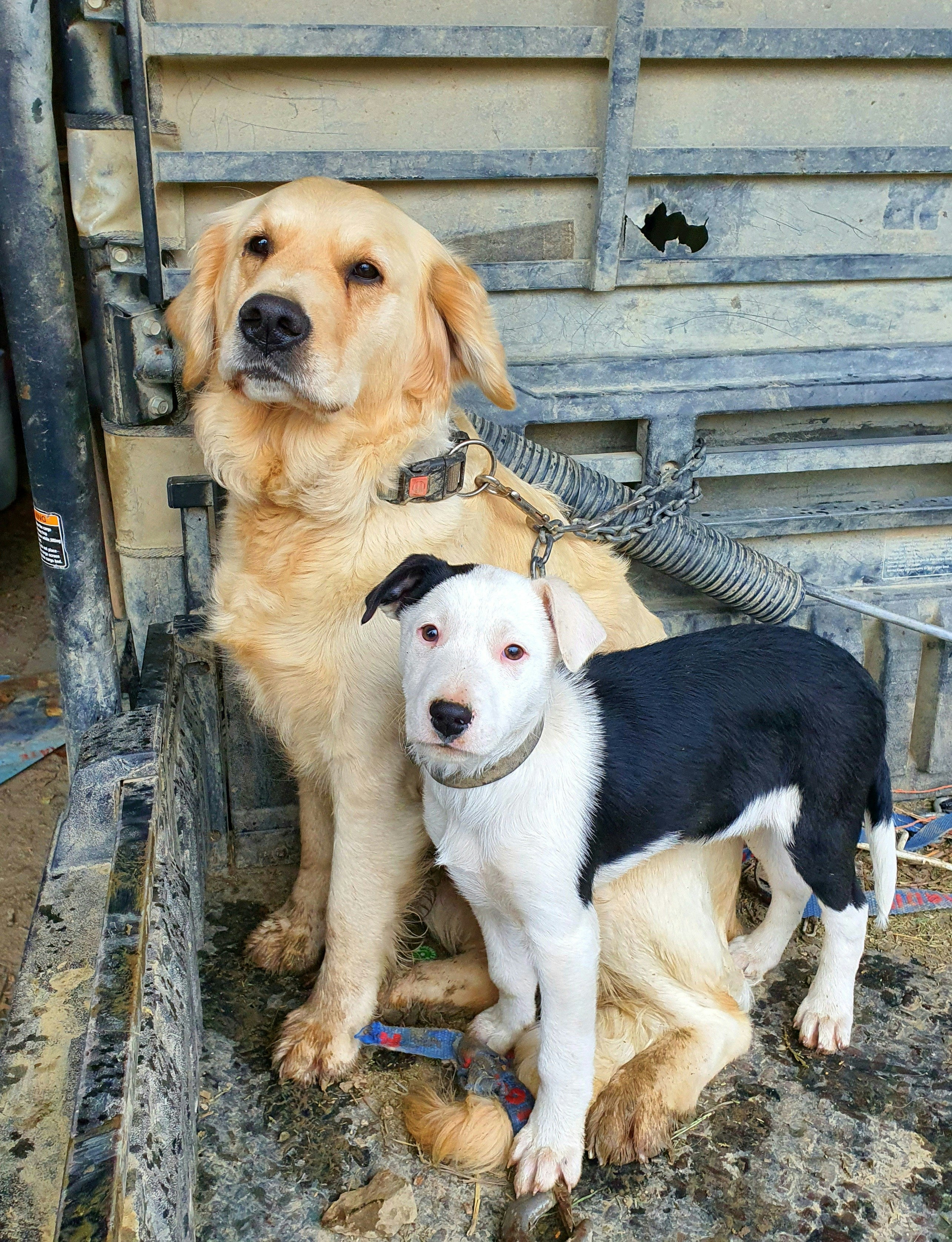 Two dogs, a golden retriever and a black and white dog, sitting together in a vehicle.
