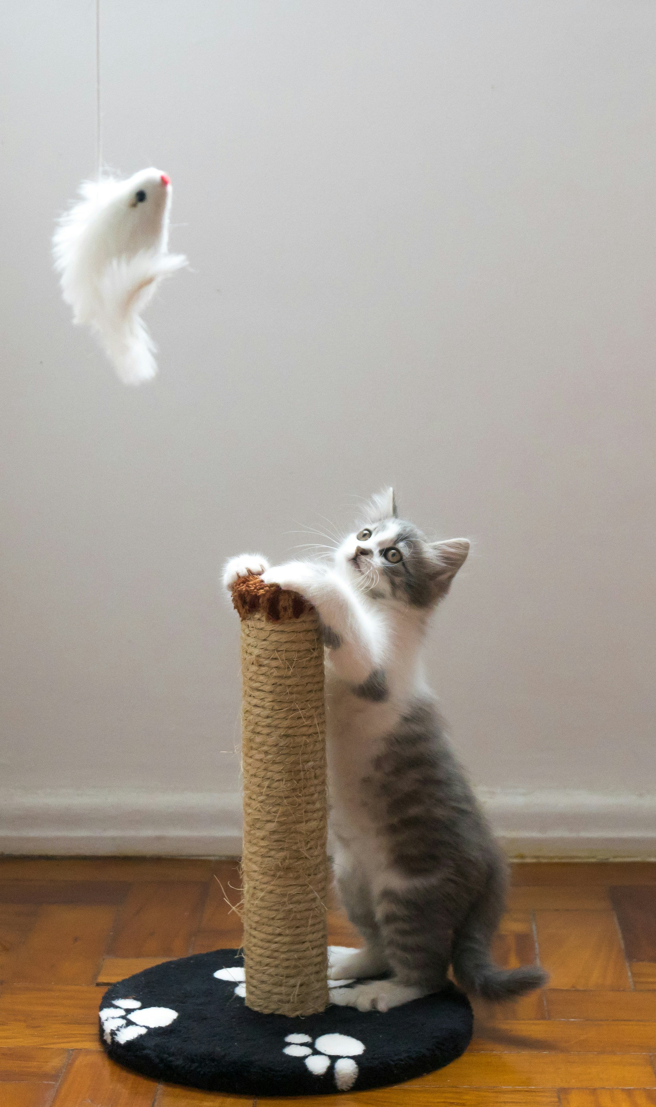 Kitten playing with a toy mouse on a scratching post against a white wall.