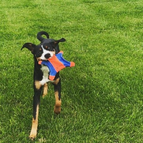 Chuckit! Flying Squirrel Dog Toy